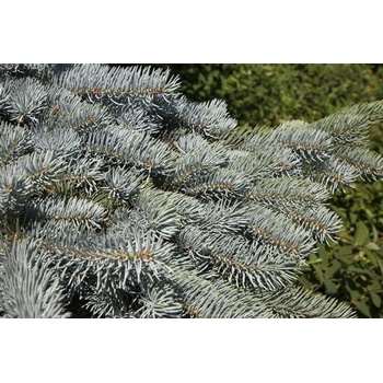 Picea pungens 'Moerheim' Prodejní velikost: 030/040, Velikost hrnku: 5 l