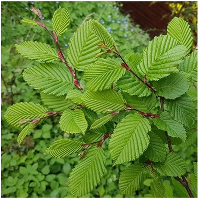 Carpinus betulus 60-80 VKR1,5L