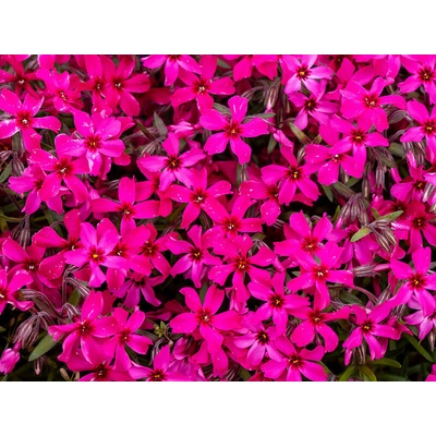 Flox šidlolistý Atropurpurea