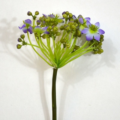Snědek - Ornithogalum fialový 60cm
