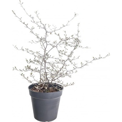 Korokie skalníková, Corokia cotoneaster, průměr květináče 12 cm – Zboží Dáma