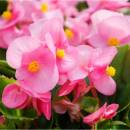 Begonie Super Olympia Rosa F1 - Begonia semperflorens - prodej semen - 12 ks