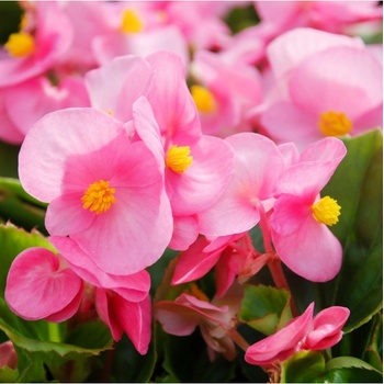 Begonie Super Olympia Rosa F1 - Begonia semperflorens - prodej semen - 12 ks