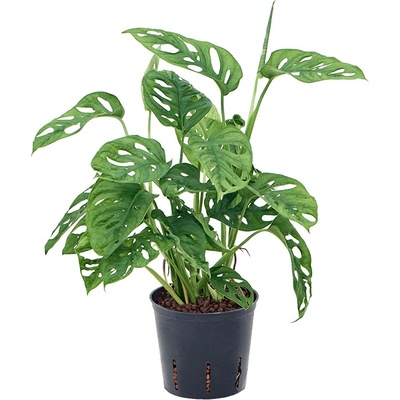 Monstera obliqua Hanging plant 13/12 výška 40 cm