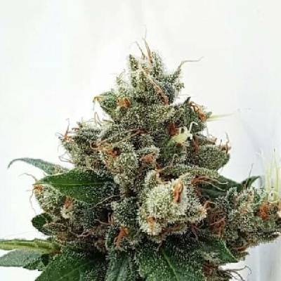 Expert Seeds Respect 4 Gorilla semena neobsahují THC 3 ks