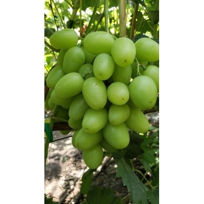 Vinič Raisa stolové biele dozrievanie v polovici augusta