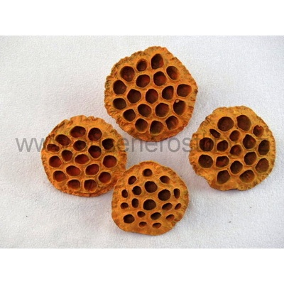 lotos velký oranžový, 8-10 cm, cena za 15 ks