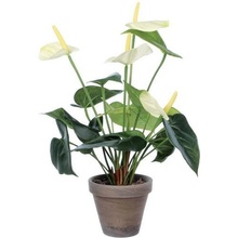 Vepabins Rastlina Anthurium Výška: 40 cm Farba: zeleno-biela
