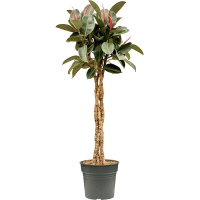 Fikus -Ficus elastica Burgundy stem braided 30x140 cm