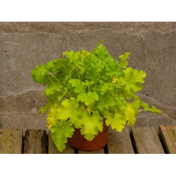 Heuchera Lime Rickey, kont. 0,5 l
