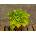 Heuchera Lime Rickey