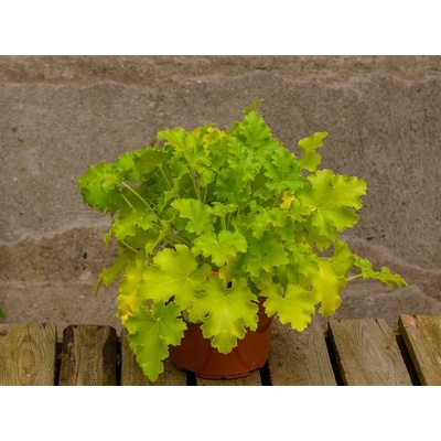 Heuchera Lime Rickey, kont. 0,5 l