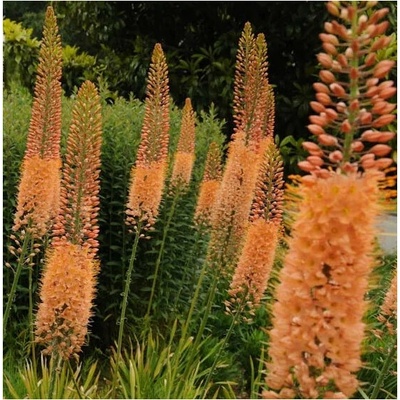 Fakľa úzkolistá Kleopatra - Eremurus Cleopatra - koreňové hľuzy - 1 ks