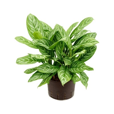 Aglaonema stripes Tuft 28/19 cm v.70 cm