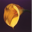 Mapplethorpe Complete Flowers