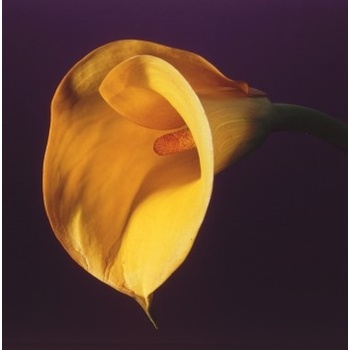 Mapplethorpe Complete Flowers