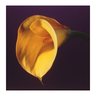 Mapplethorpe Complete Flowers