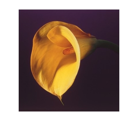 Mapplethorpe Complete Flowers