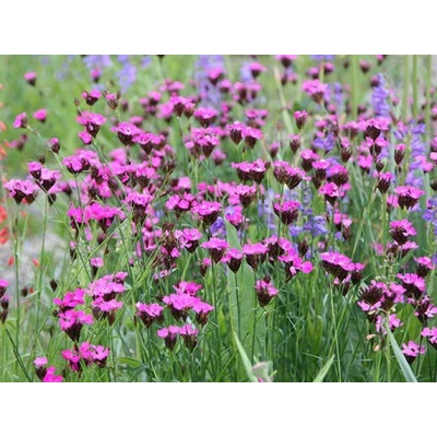 Klinček kartuziánsky - Dianthus carthusianorum, kont. 0,5 l