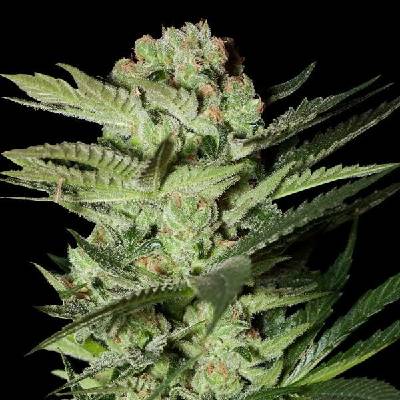 G13 Labs Seeds Mozzarella semena neobsahují THC 5 ks