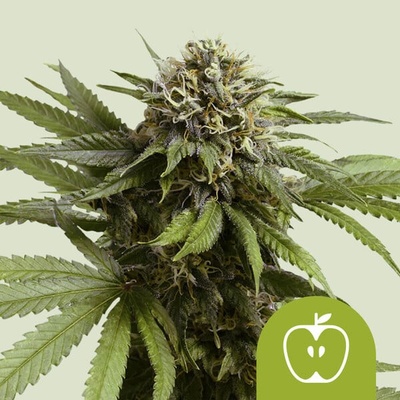 Royal Queen Seeds Apple Fritter Auto semienka neobsahujú THC 10 ks