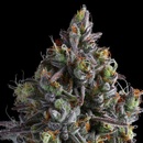 Anesia Seeds Coco Jambo semena neobsahují THC 10 ks