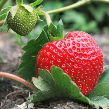 Toraf Semená jahôd Tresca (20ks semien)