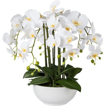 Orchidea biela v kvetináči, 54cm
