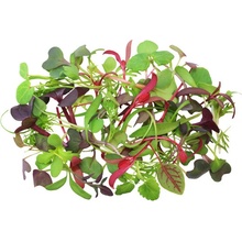 Toraf Microgreens, semínka na klíčky - Směs jemná 20g