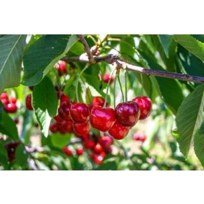 Čerešňa vtáčia (Prunus avium) ´BURLAT´ - skorá, výška 160-180 cm, obvod kmeňa: 4/6 cm, kont. C10L