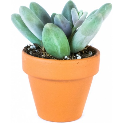 Gardners Pachyphytum, průměr 6 cm Pachyfytum