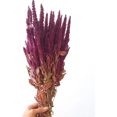 Sušený amarant (Amaranthus) kytice/svazek bordó 50g
