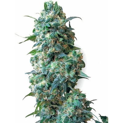 White Label Afghan Kush regular semienka neobsahujú THC 10 ks