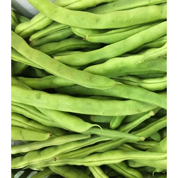 BIO fazuľa kríčková Maxi - Phaseolus vulgaris - bio semená fazule - 20 ks