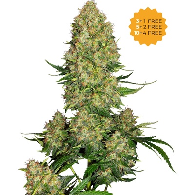 Sensi Seeds Skunk 1 Automatic semena neobsahují THC 5 ks