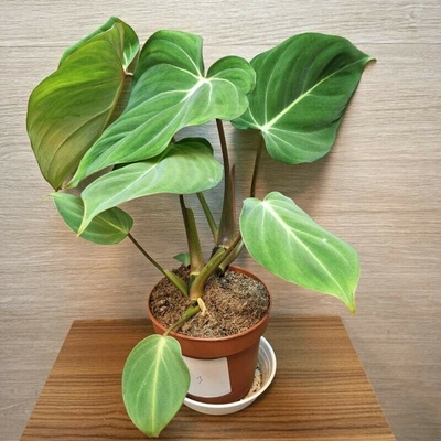 Philodendron Gloriosum č3