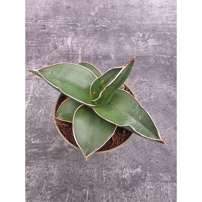 Sansevieria Ehrenbergii Samurai 9 cm