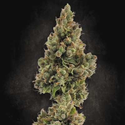 Paradise Seeds AUTO Jack semena neobsahují THC 3 ks