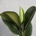 Ficus Elastica Robusta