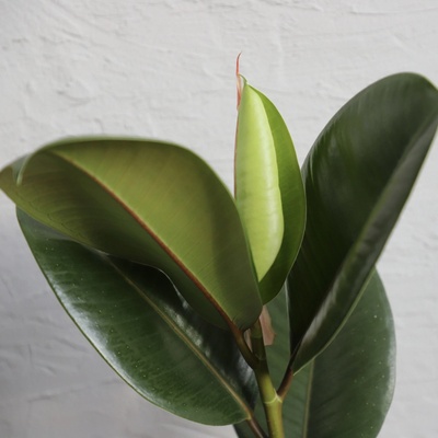 Ficus Elastica Robusta