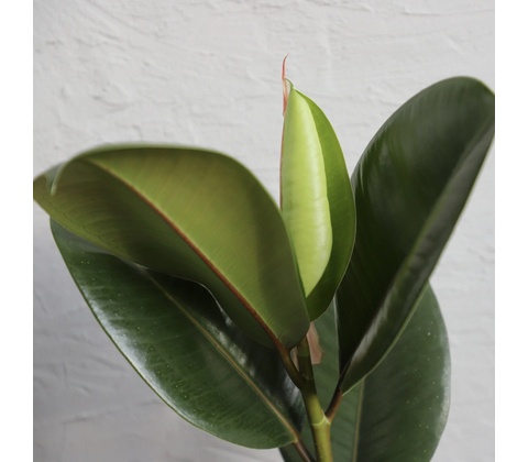 Ficus Elastica Robusta