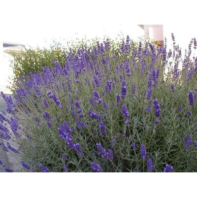 levandule-online.cz Lavandula intermedia Grappenhall - levandule prostřední Grappenhall, květináč o průměru 18 cm