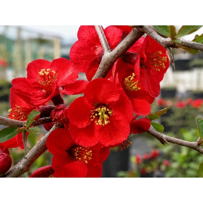 Dulovec japonský Nicoline, výška 20-40 cm, kvetináč 2 l