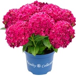 Royalty Collection® Curly Sparkle Red Royalty Collection® Хортензия macrophylla