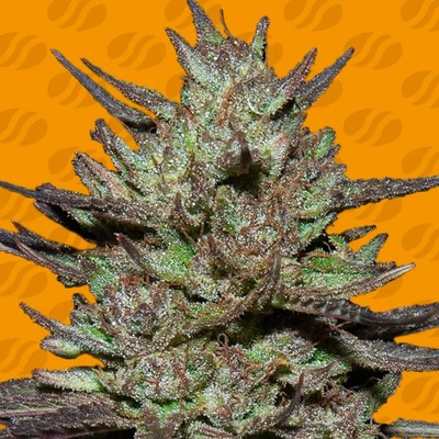Original Sensible Seeds Pink Rozay semena neobsahují THC 5 ks