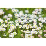DIMEX ART Флизелинов фототапет картина - пролетна поляна 375 x 250 см