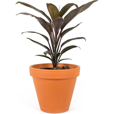 Gardners Cordyline fruticosa Mambo, průměr 12 cm Dračinka