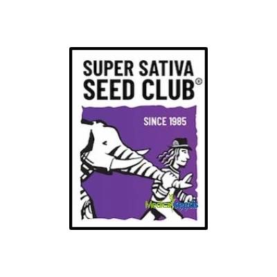 Super Sativa Seed Club Kosher Haze semena neobsahují THC 3 ks