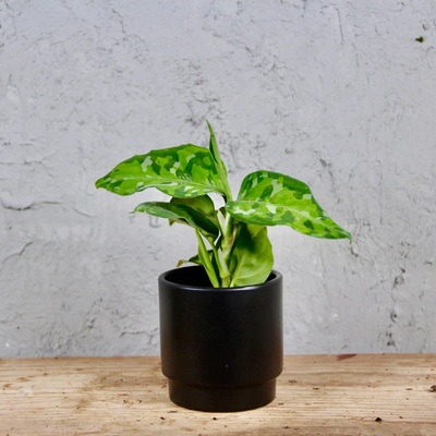 Aglaonema Pictum Tricolor baby