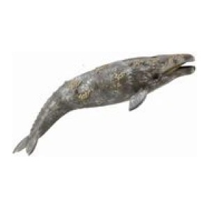 CollectA Płetwal szary